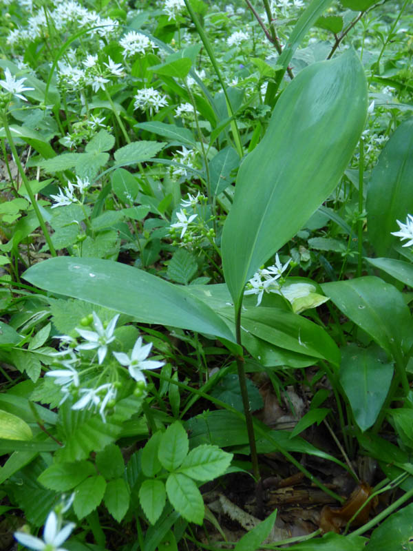 Allium ursinum